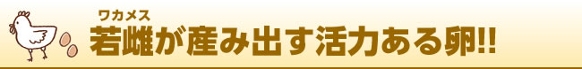 若雌が産み出す活力ある卵!!